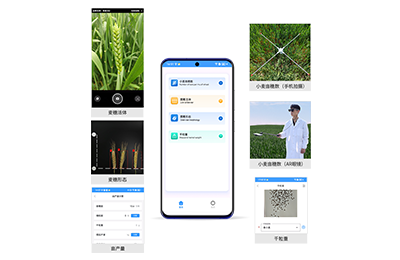 甘南藏族自治州小麦亩穗数分析仪IN-XM…