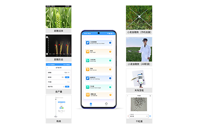 甘南藏族自治州小麦表型测量仪IN-XM05